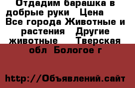 Отдадим барашка в добрые руки › Цена ­ 1 - Все города Животные и растения » Другие животные   . Тверская обл.,Бологое г.